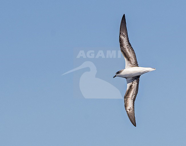 Zino's Petrel (Pterodroma madeira) at sea off Madeira, Portugal. stock-image by Agami/Pete Morris,