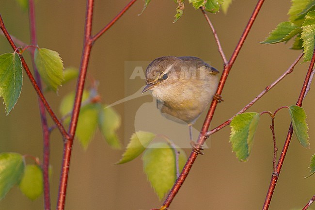 Willow Warbler - Fitis - Phylloscopus trochilus ssp. trochilus, Germany stock-image by Agami/Ralph Martin,