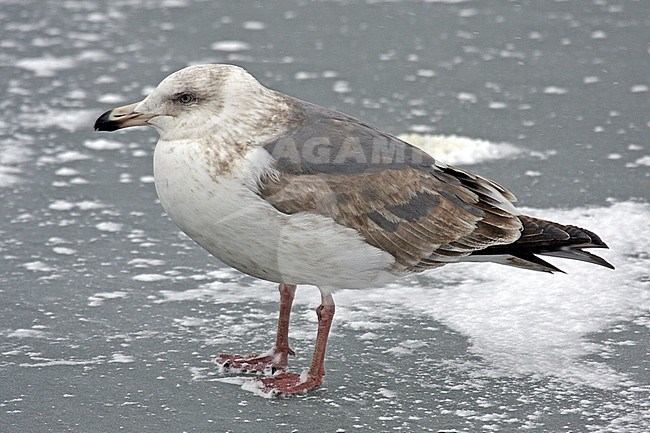 Immature Slaty-backed Gull (Larus schistisagus) wintering in Japan. stock-image by Agami/Pete Morris,