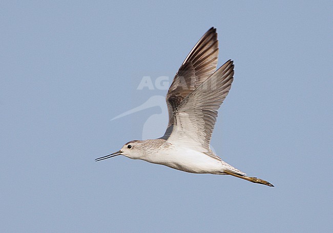 Juveniele Poelruiter in vlucht, Juvenile Marsh Sandpiper in flight stock-image by Agami/Mike Danzenbaker,