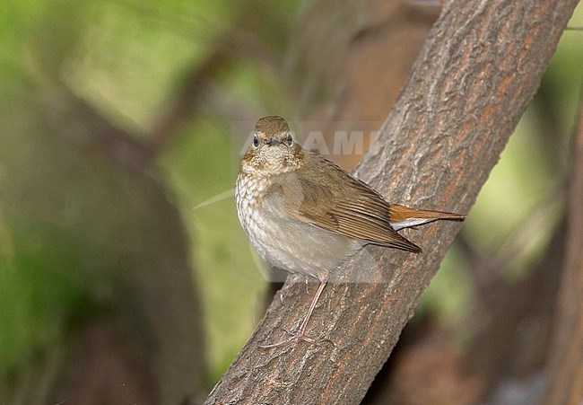 Rufous-tailed Robin, Larvivora sibilans, during spring migration in China. stock-image by Agami/Bas van den Boogaard,
