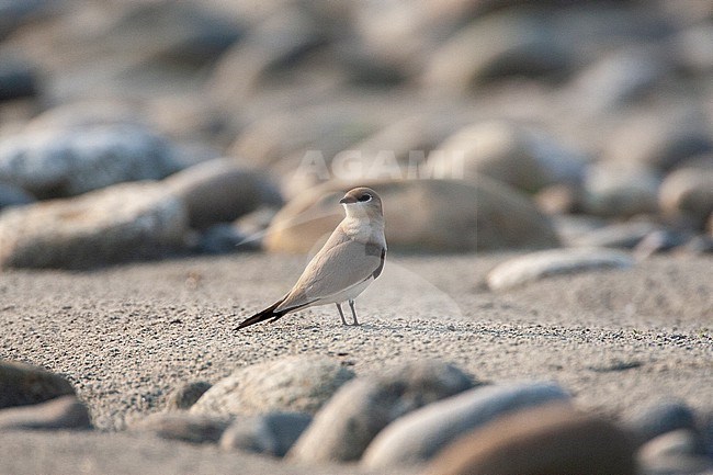 Small Pratincole (Glareola lactea) in typical river habitat in Asia. stock-image by Agami/Marc Guyt,