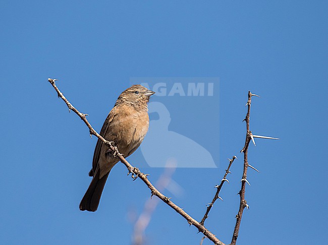 Lark-like Bunting, Emberiza impetuani, in South Africa. stock-image by Agami/Pete Morris,