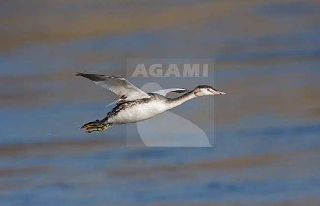 Fuut in winterkleed vliegend over water van de Grensmaas. Great Crested Grebe in winter plumage flying over water river Maas stock-image by Agami/Ran Schols,