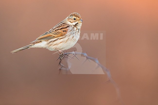 Female European Reed Bunting (Emberiza schoeniclus) wintering in Italy. stock-image by Agami/Daniele Occhiato,