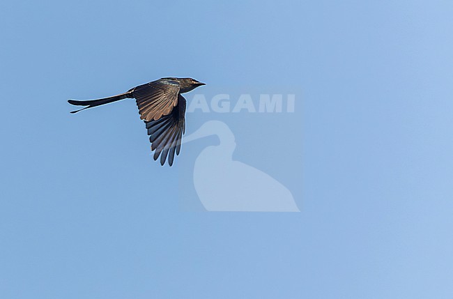Black Drongo (Dicrurus macrocercus) in India. stock-image by Agami/Marc Guyt,
