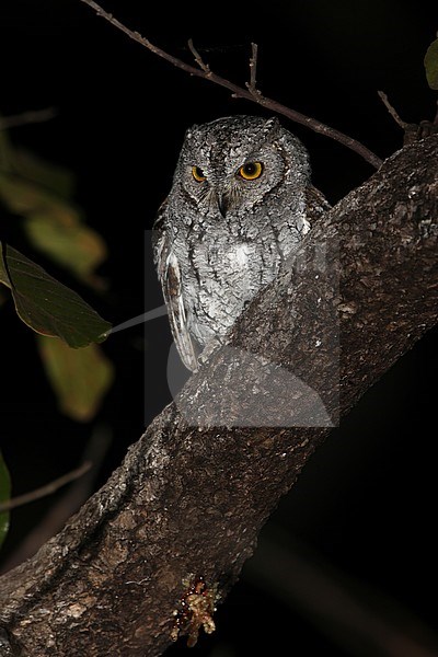 Oriental Scops Owl (Otus sunia) at night perched in a tree stock-image by Agami/James Eaton,