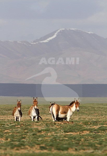 Group of Kiang (Equus kiang) on the Tibetan plateau. The largest of the wild asses and it inhabits montane and alpine grasslands stock-image by Agami/James Eaton,