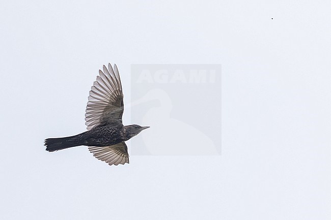 Ring Ouzel - Ringdrossel - Turdus torquatus ssp. torquatus, Germany (Niedersachsen), 1st cy., female stock-image by Agami/Ralph Martin,