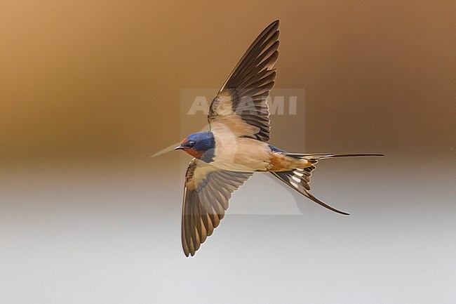 Barn Swallow (Hirundo rustica) in Italy. stock-image by Agami/Daniele Occhiato,