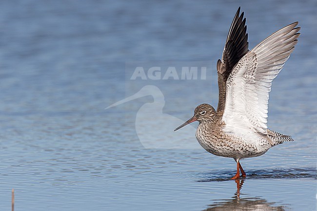 A Common Redshank is seen holding up its wings at a shallow freshwater pond against a blue background at Spaarndam, The Netherlands. stock-image by Agami/Jacob Garvelink,