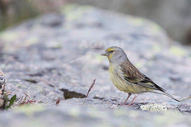 2nd cy female Corsican Finch ( Carduelis corsicana) in France (Corsica). stock-image by Agami/Ralph Martin,
