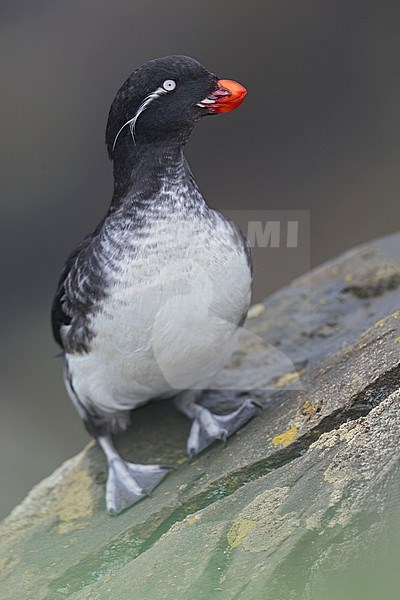 Parakeet Auklet (Aethia psittacula) at a breeding colony on St Paul Island, Alaska stock-image by Agami/Dubi Shapiro,