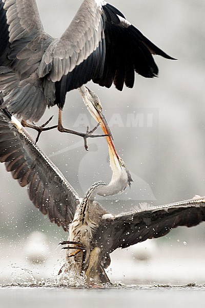 Vechtende Blauwe Reigers; Fighting Grey Herons stock-image by Agami/Bence Mate,