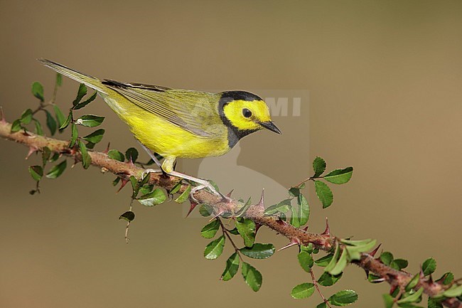Adult male Hooded Warbler (Setophaga citrina) during spring migration at Galveston County, Texas, USA. stock-image by Agami/Brian E Small,