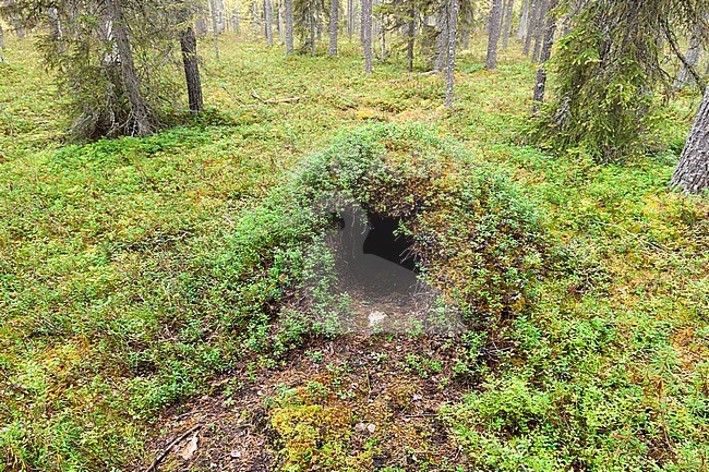 Brown bear (Ursus arctos) hole in forest in Finland. stock-image by Agami/Caroline Piek,
