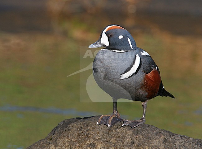 Mannetje Harlekijneend zittend op rots; Male Harlequin Duck perched on a rock stock-image by Agami/Menno van Duijn,