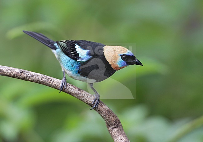 Purpermaskertangare; Golden-hooded Tanager stock-image by Agami/Mike Danzenbaker,