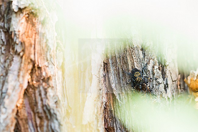 Acherontia atropos - Deaths-head Hawk Moth - Totenkopfschwärmer, Germany, imago stock-image by Agami/Ralph Martin,