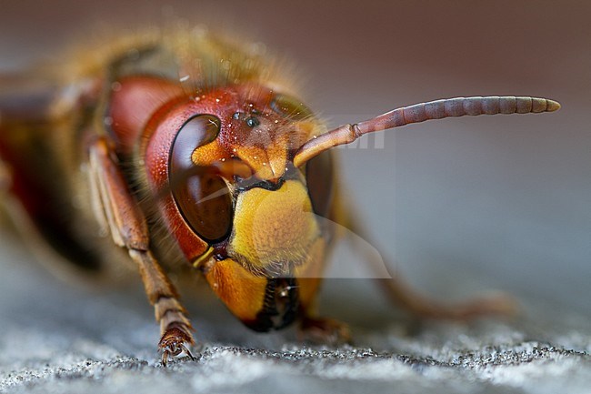 European Hornet (Vespa crabro) sitting on a wooden table in Poland. stock-image by Agami/Ralph Martin,