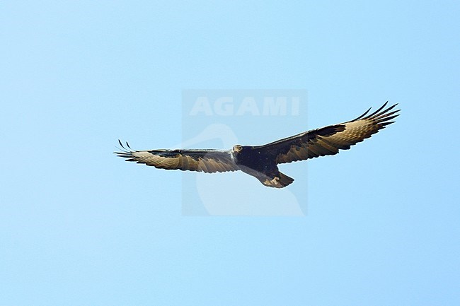 Adulte Zwarte Arend in vlucht, Verreaux's Eagle (Aquila verreauxii) adult in flight stock-image by Agami/Dick Forsman,