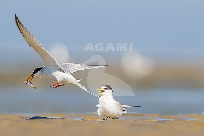 Dwergstern, Little Tern, Sternula albifrons pair on beach stock-image by Agami/Menno van Duijn,