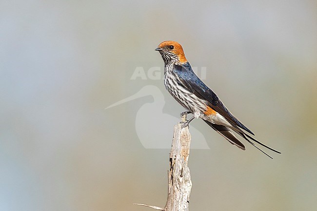 Lesser Striped Swallow (Cecropis abyssinica), adult perched on a dead branch, Mpumalanga, South Africa stock-image by Agami/Saverio Gatto,