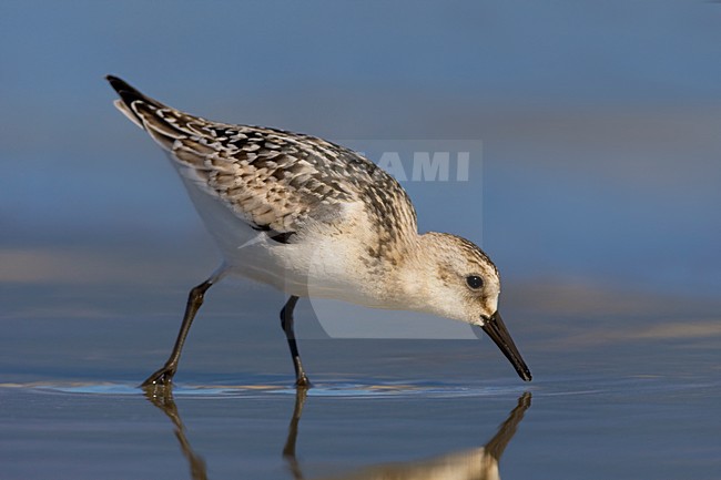 Juvenile Drieteenstrandloper op het strand; Juvenile Sanderling on the beach stock-image by Agami/Daniele Occhiato,