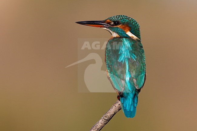 Vrouwtje  IJsvogel; Female Common Kingfisher stock-image by Agami/Daniele Occhiato,