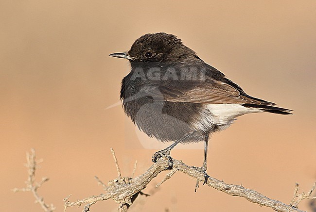 Basalt Wheatear (Oenanthe warriae) is a rare bird, breeding in small numbers at the basalt desert in Syria and Jordan. This is a young bird,.wintering at Uvda Valley, Negev, Israel. stock-image by Agami/Eduard Sangster,