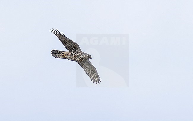 Juvenile American Goshawk (Accipiter atricapillus) sitting on a tree in Cantinho, Corvo, Azores, Portugal. stock-image by Agami/Vincent Legrand,