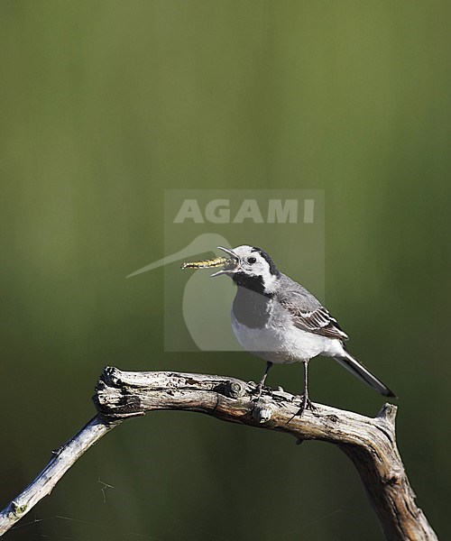 White Wagtail (Motacilla alba) perched on a branch eating a dragonfly as its lunch. Photographed ar Vestamager in Denmark. stock-image by Agami/Helge Sorensen,