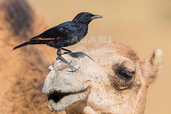Tristram's Starling (Onychognathus tristramii), side view of a male standing on the head of a Dromedary Camel stock-image by Agami/Saverio Gatto,