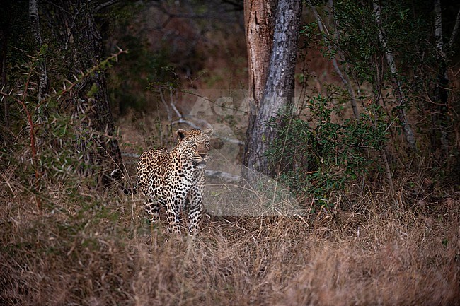 Portrait of a leopard, Panthera pardus. Mala Mala Game Reserve, South Africa. stock-image by Agami/Sergio Pitamitz,