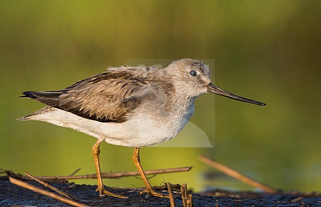 Terek Sandpiper - Terekwasserläufer - Xenus cinereus, Russia (Tscheljabinsk), adult stock-image by Agami/Ralph Martin,