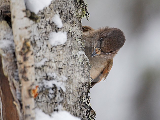 Taigagaai in de winter; Siberian Jay in winter stock-image by Agami/Markus Varesvuo,