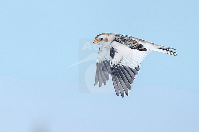 Snow Bunting (Plectrophenax nivalis) flying agains blue sky in its wintering habitat in Canada. stock-image by Agami/Marcel Burkhardt,