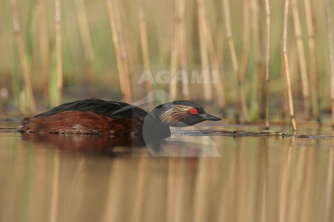 Black-necked Grebe adult summerplumage swimming; Geoorde Fuut volwassen zomerkleed zwemmend stock-image by Agami/Menno van Duijn,