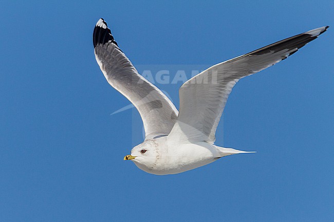 Stormmeeuw, Mew Gull, Larus canus ssp. canus, Switzerland, adult stock-image by Agami/Ralph Martin,