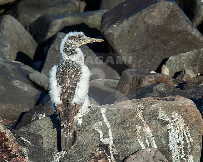 Nazca Booby (Sula granti) juvenile perched on the rocks stock-image by Agami/Roy de Haas,