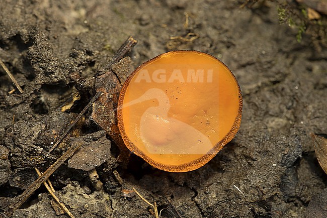 Gewoon korthaarschijfje; Melastiza chateri stock-image by Agami/Walter Soestbergen,