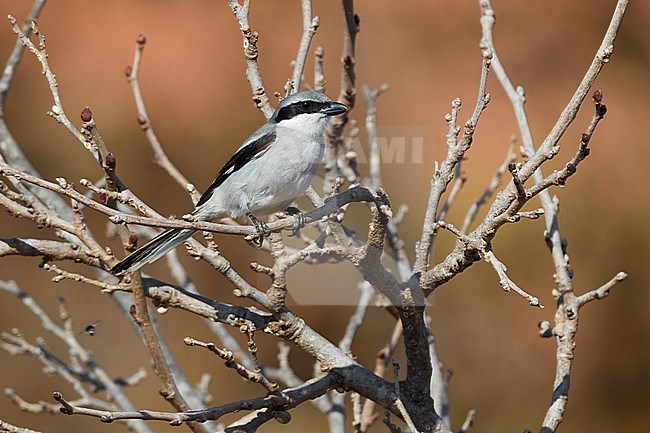 Southern Grey Shrike; Lanius meridionalis koenigi stock-image by Agami/Daniele Occhiato,
