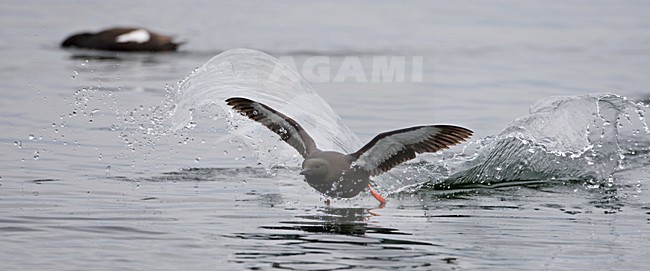 Zwarte Zeekoet volwassen zomerkleed lanend op het water; Black Guillemot adult summer plumage landing on the water stock-image by Agami/Jari Peltomäki,