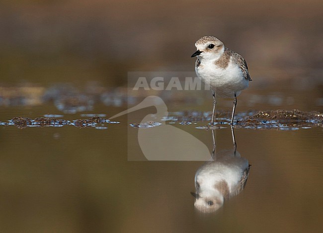 Kentish Plover - Seeregenpfeifer - Charadrius alexandrinus ssp. alexandrinus, Spain (Mallorca), adult female stock-image by Agami/Ralph Martin,