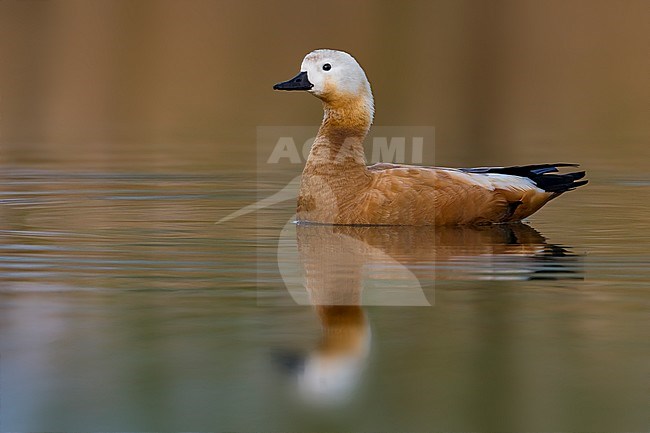 Casarca, Ruddy Shelduck stock-image by Agami/Daniele Occhiato,