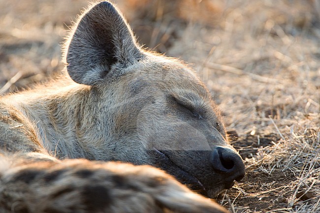 Rustende Gevlekte Hyena\'s; Resting Spotted Hyena\'s stock-image by Agami/Marc Guyt,