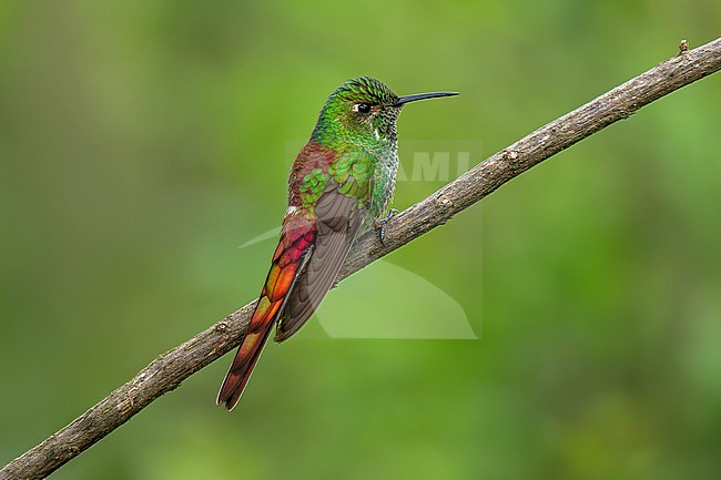Red-tailed Comet (Sappho sparganurus sapho) female perched on a thin branch in Yungas rainforest in Argentina, with plain background stock-image by Agami/Andy & Gill Swash ,