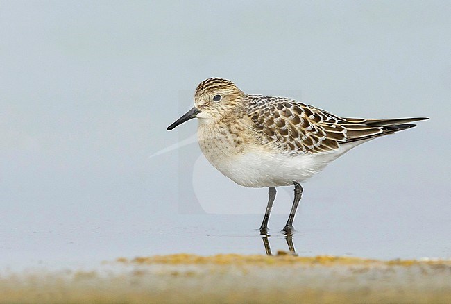 Juvenile Baird's Sandpiper, Calidris bairdii) wading on the beach in San Luis Obispo County, California, USA, during autumn. stock-image by Agami/Brian E Small,