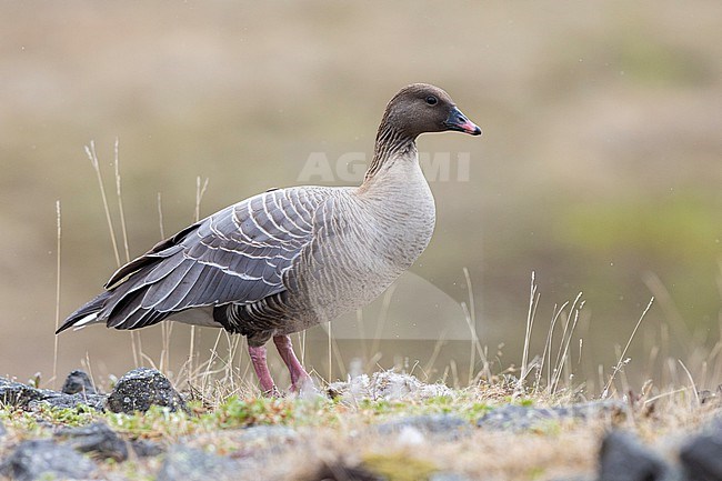 Pink-footed Goose (Anser brachyrhynchus), adult female standing on the ground, Northwestern Region, Iceland stock-image by Agami/Saverio Gatto,
