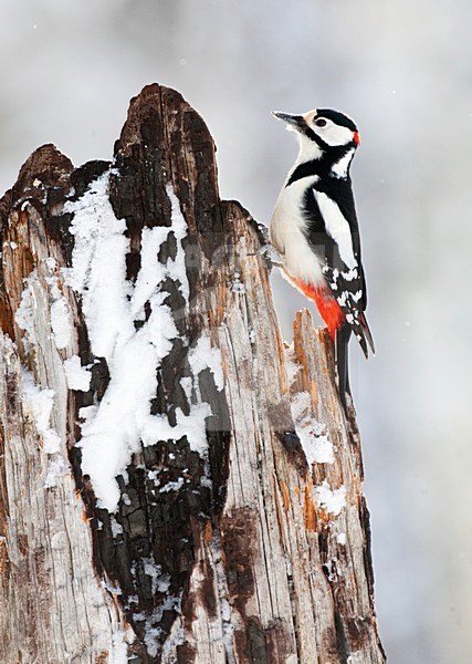 Grote Bonte Specht tegen een boom in besneeuwd taiga bos; Great Spotted Woodpecker perched against a tree in a snow covered taiga forest stock-image by Agami/Marc Guyt,